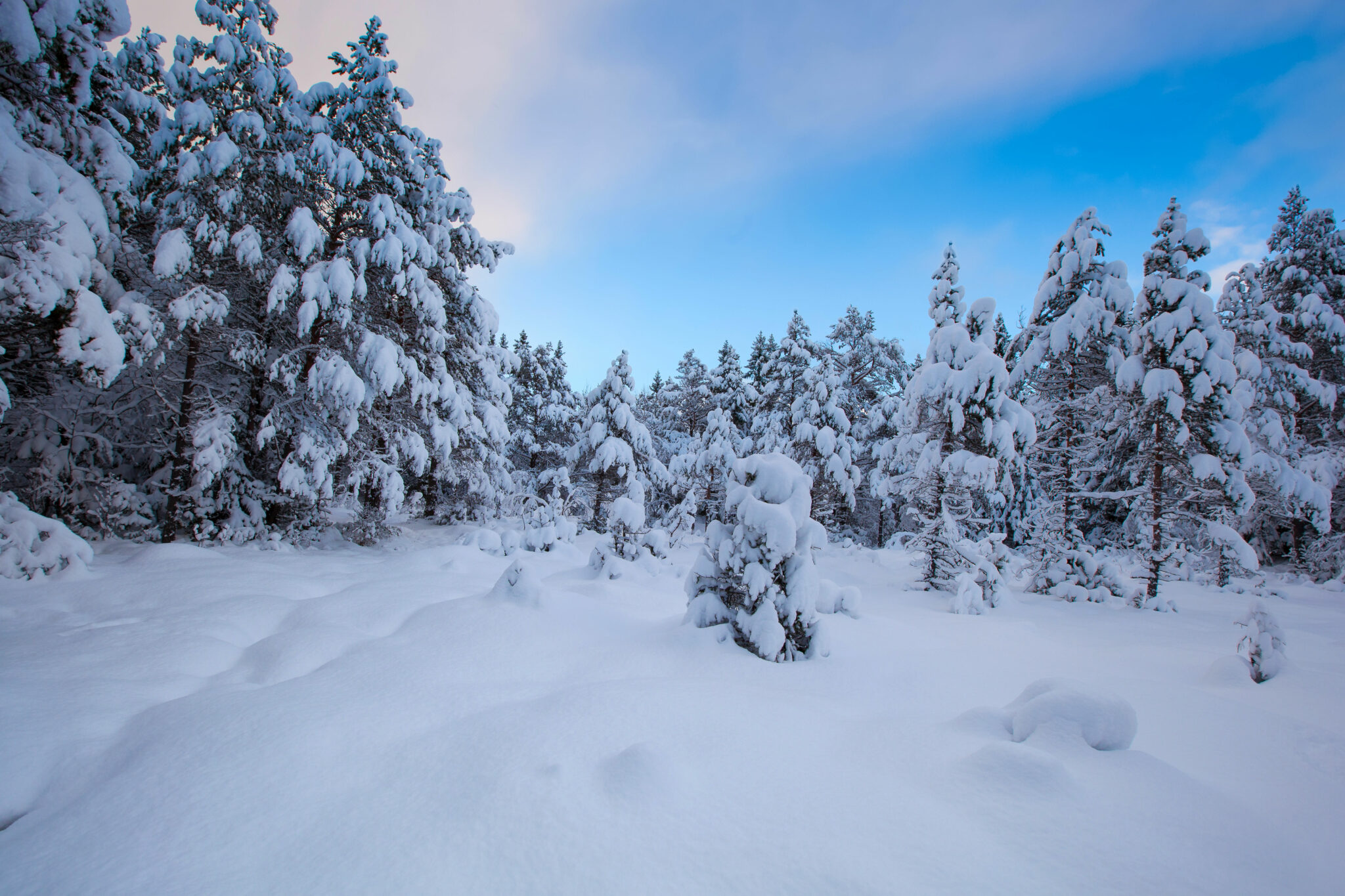 23 et 30 novembre 2025